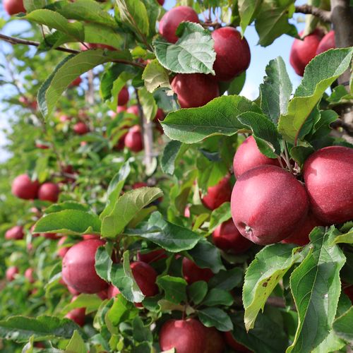 Mansfields Cox Apples