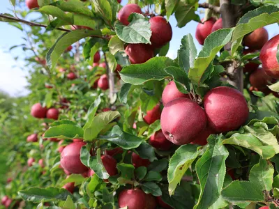 Mansfields Cox Apples