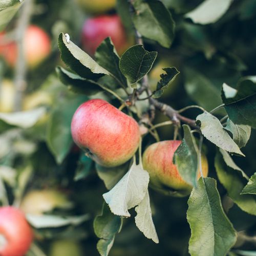 Mansfields Cox Apples