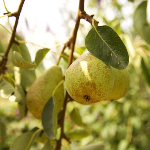 Mansfields Conference Pear