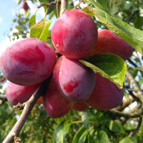 Mansfields Victoria Plums