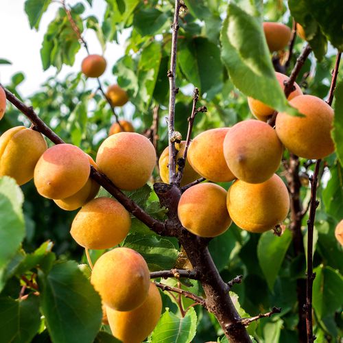Mansfields Farbaly Apricots