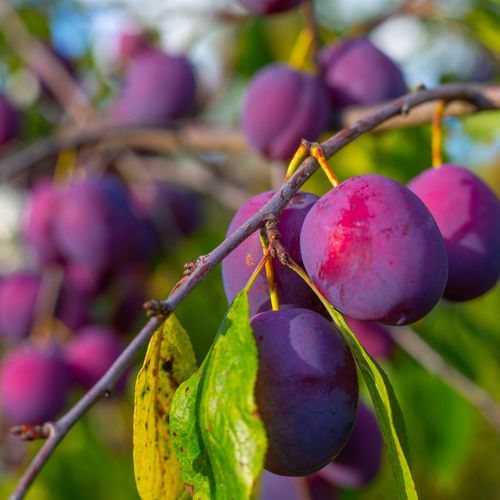 Mansfields Ferbleue Plums