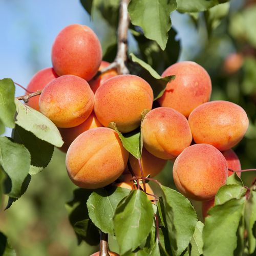 Mansfields Faralia Apricot