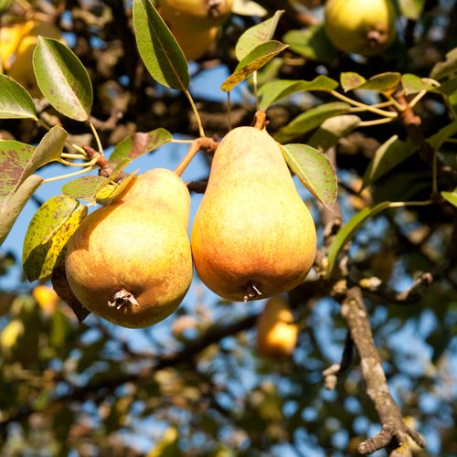 Mansfields Taylors Gold Pear