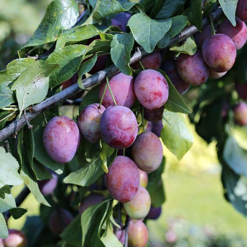 Mansfields Jubileum Plums