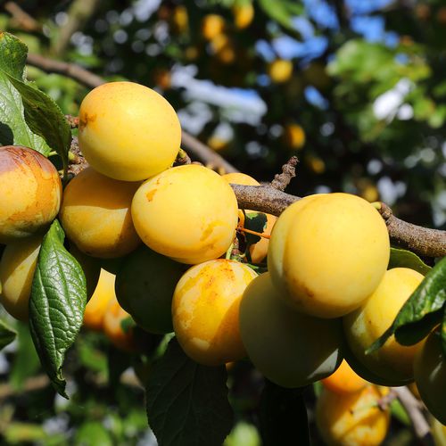 Mansfields Mirabelle Plums