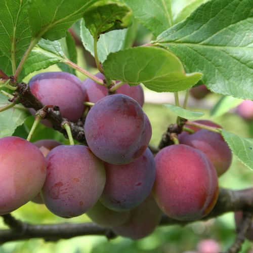 Mansfields Opal Plums