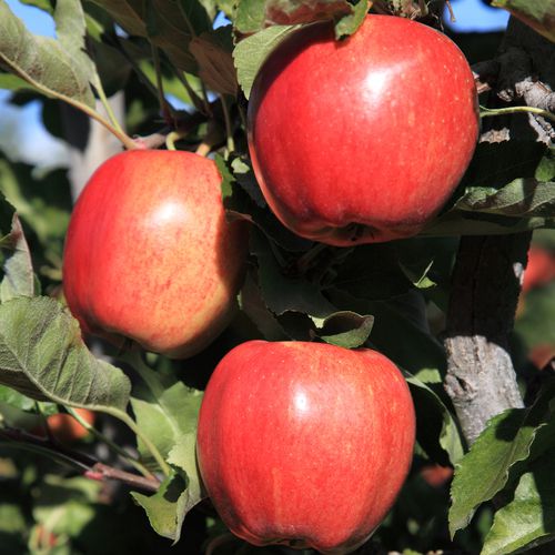 Mansfields Gala Apples