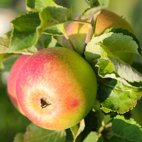 Mansfields Early Windsor Apples