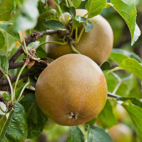 Mansfields Russet Apples