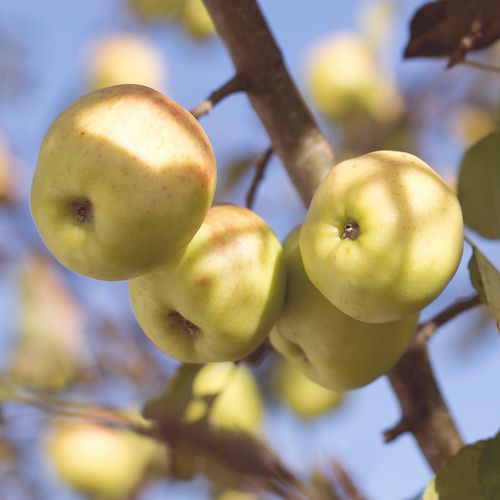 Mansfields Bramley Apples