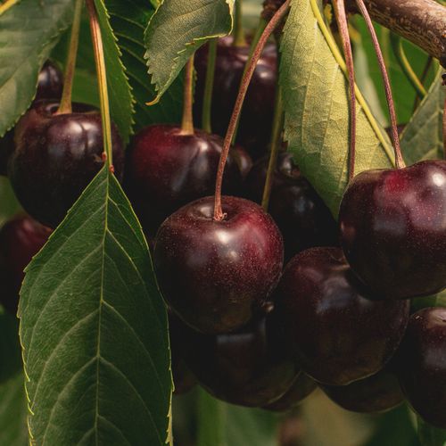 Mansfields Skeena Cherries