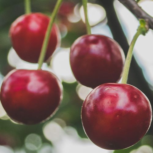 Mansfields Karina Cherries