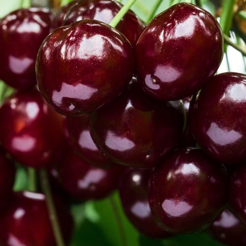 Mansfields Penny Cherries