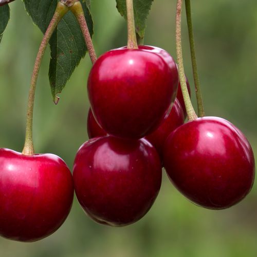 Mansfields Lapins Cherries