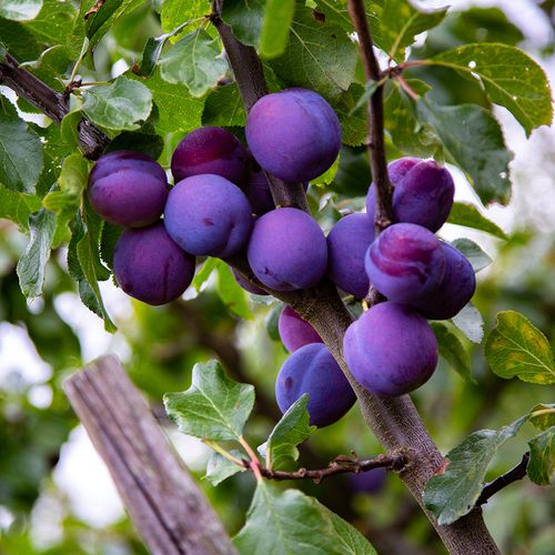 Mansfields Violetta Plums