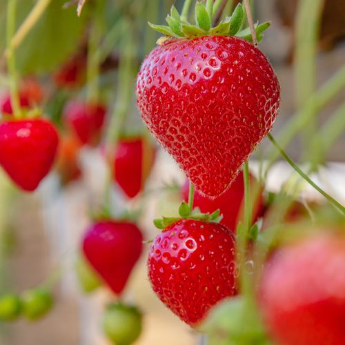 Mansfields Driscoll's Katrina Strawberries