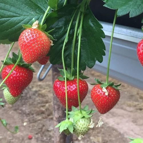 Mansfields Driscoll's Amesti Strawberries