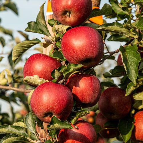 Mansfields Braeburn Apples